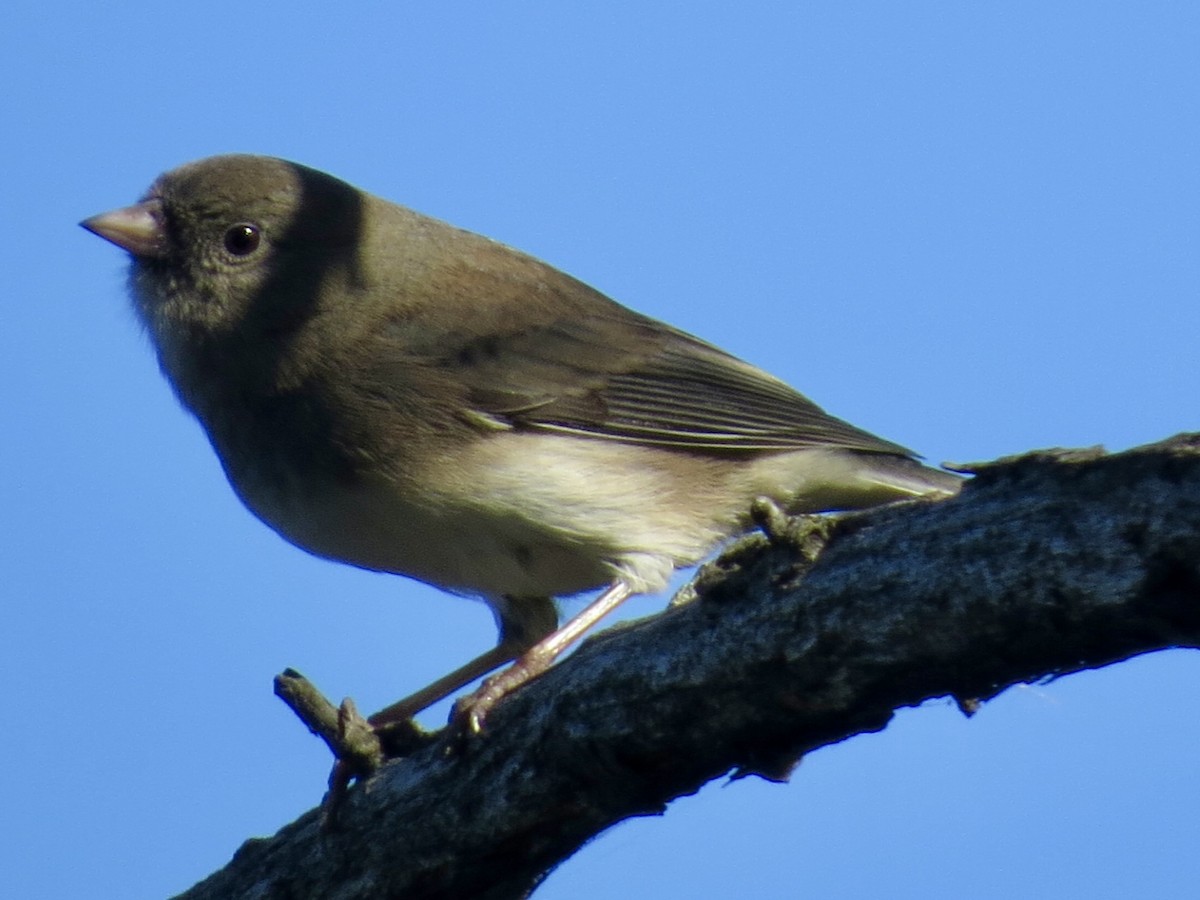 Dark-eyed Junco (Slate-colored) - ML624841727