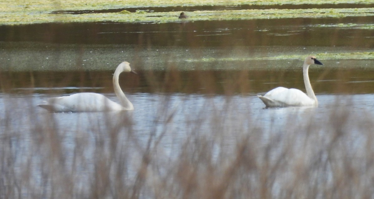 Tundra Swan - Morgan Vos