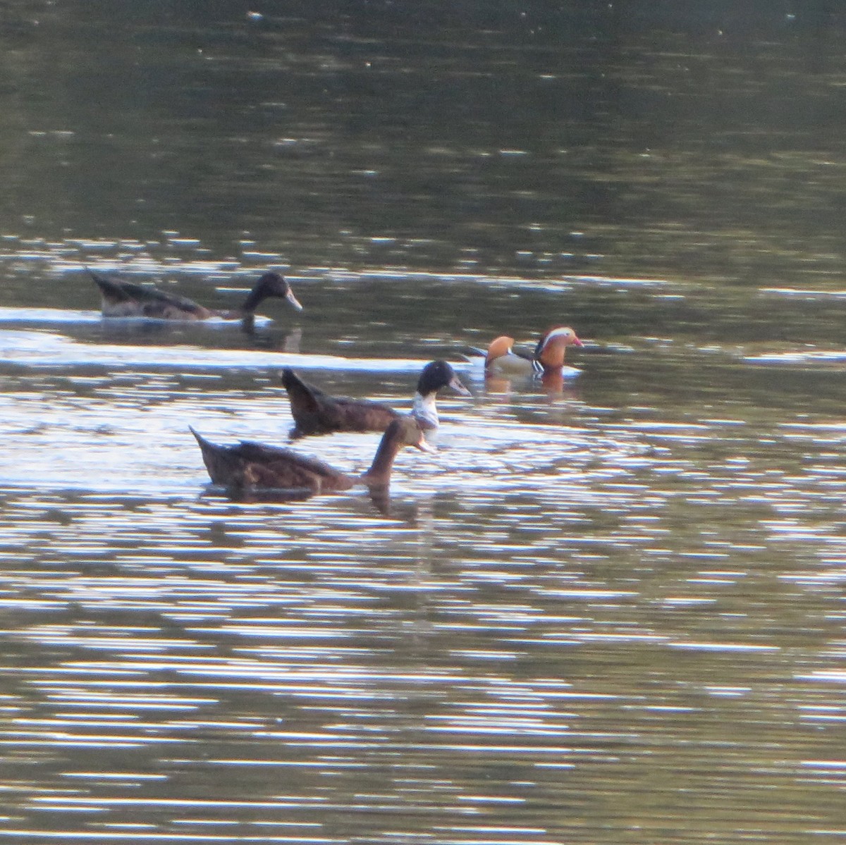 Mandarin Duck - ML624841879