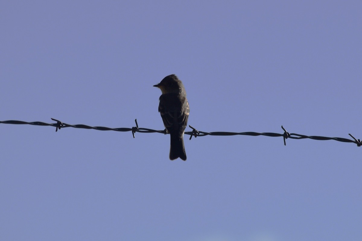 Western Wood-Pewee - ML624841975