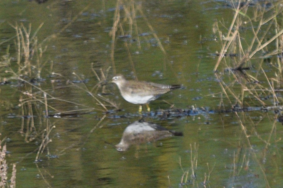 Solitary Sandpiper - ML624842139