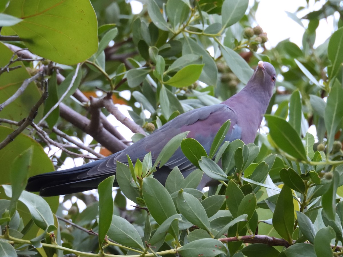 Red-billed Pigeon - ML624842199