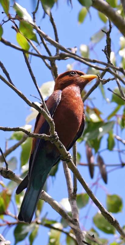 Broad-billed Roller - ML624842281