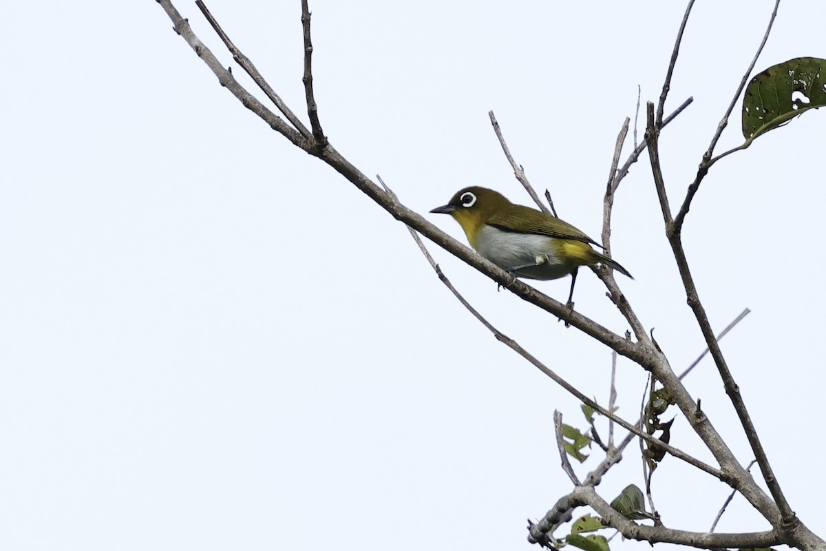 Ambon White-eye - ML624842590