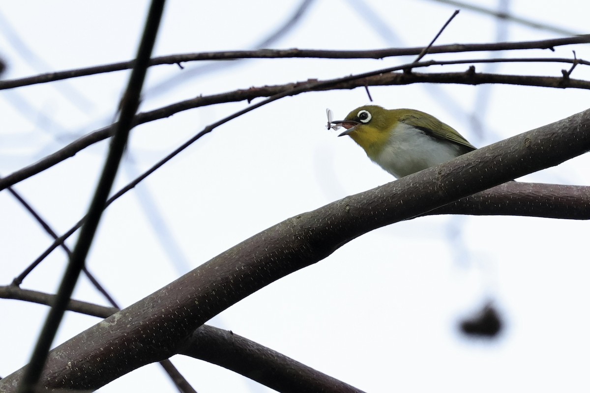 Ambon White-eye - ML624842592