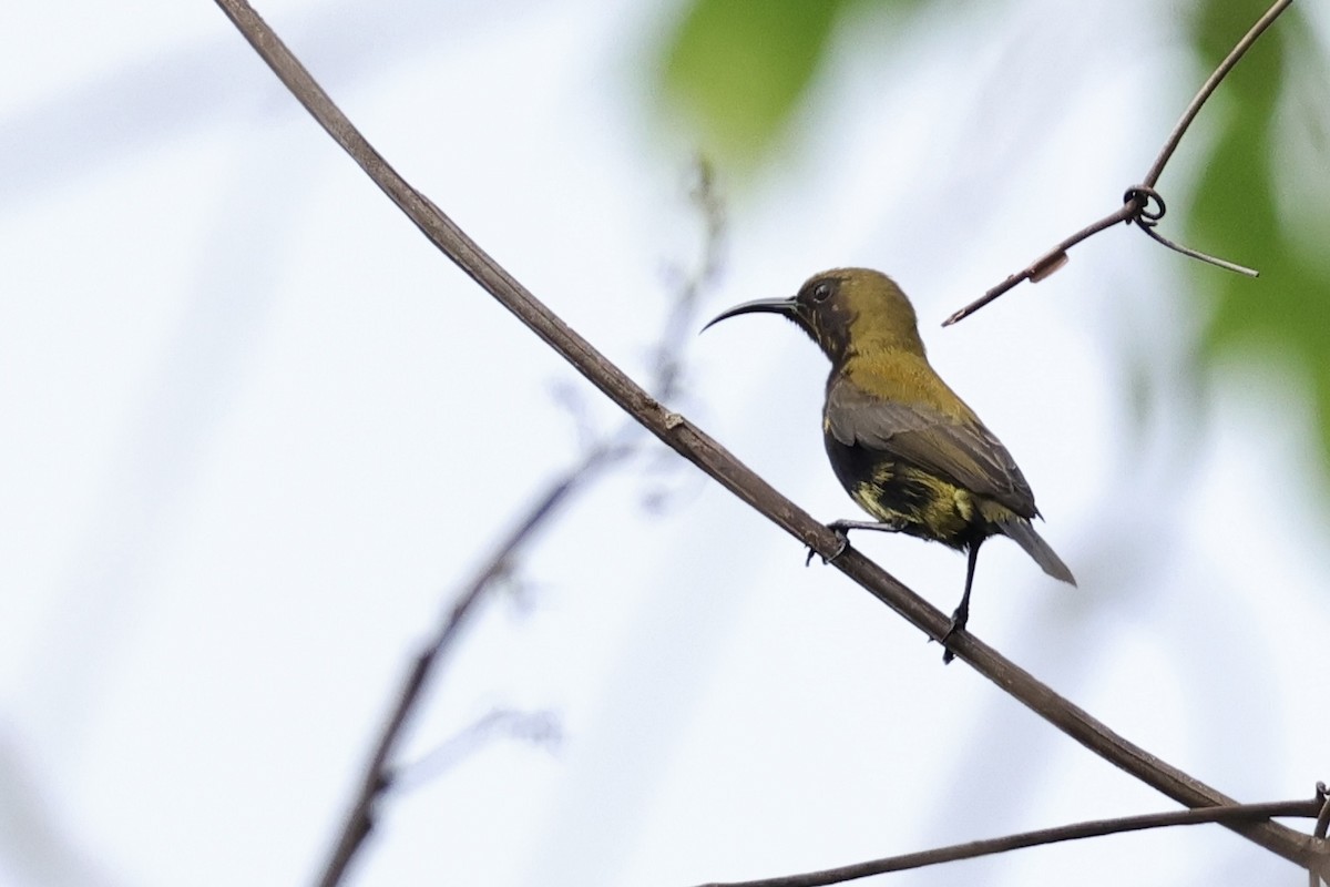 South Moluccan Sunbird - ML624842609