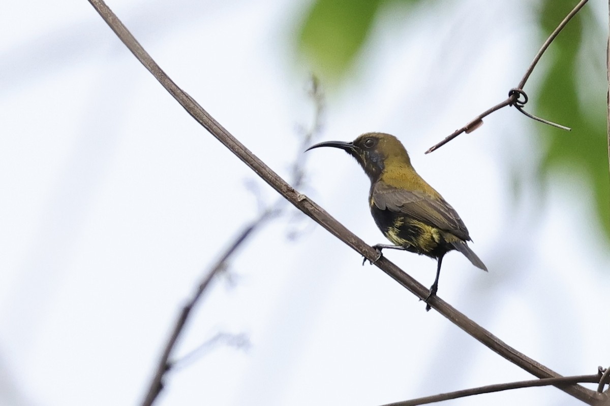 South Moluccan Sunbird - ML624842610