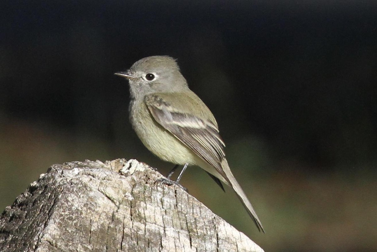 Hammond's Flycatcher - ML624842675