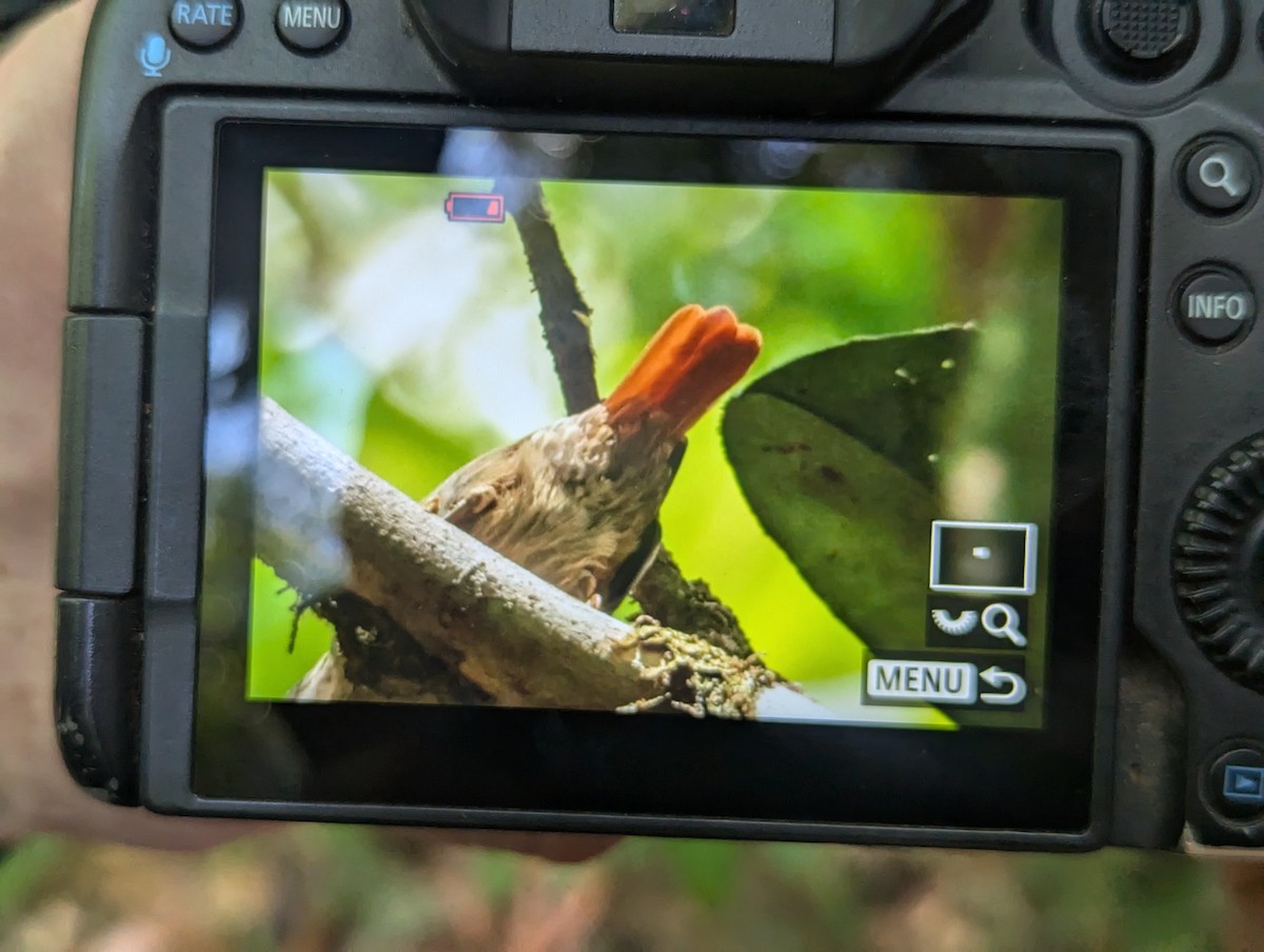 Rufous-tailed Xenops - ML624842694