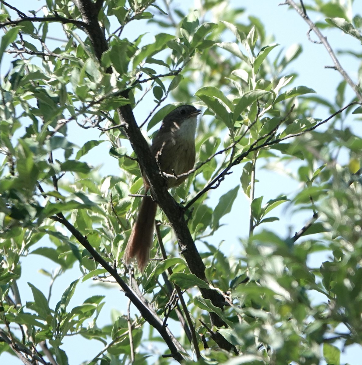 Rufous-tailed Babbler - ML624842717