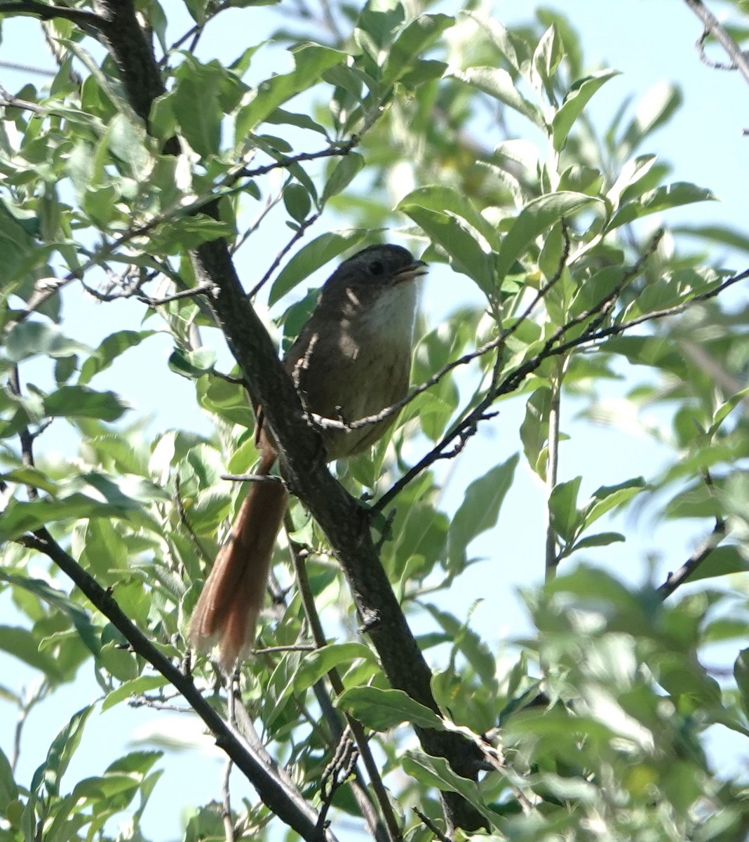 Rufous-tailed Babbler - ML624842718