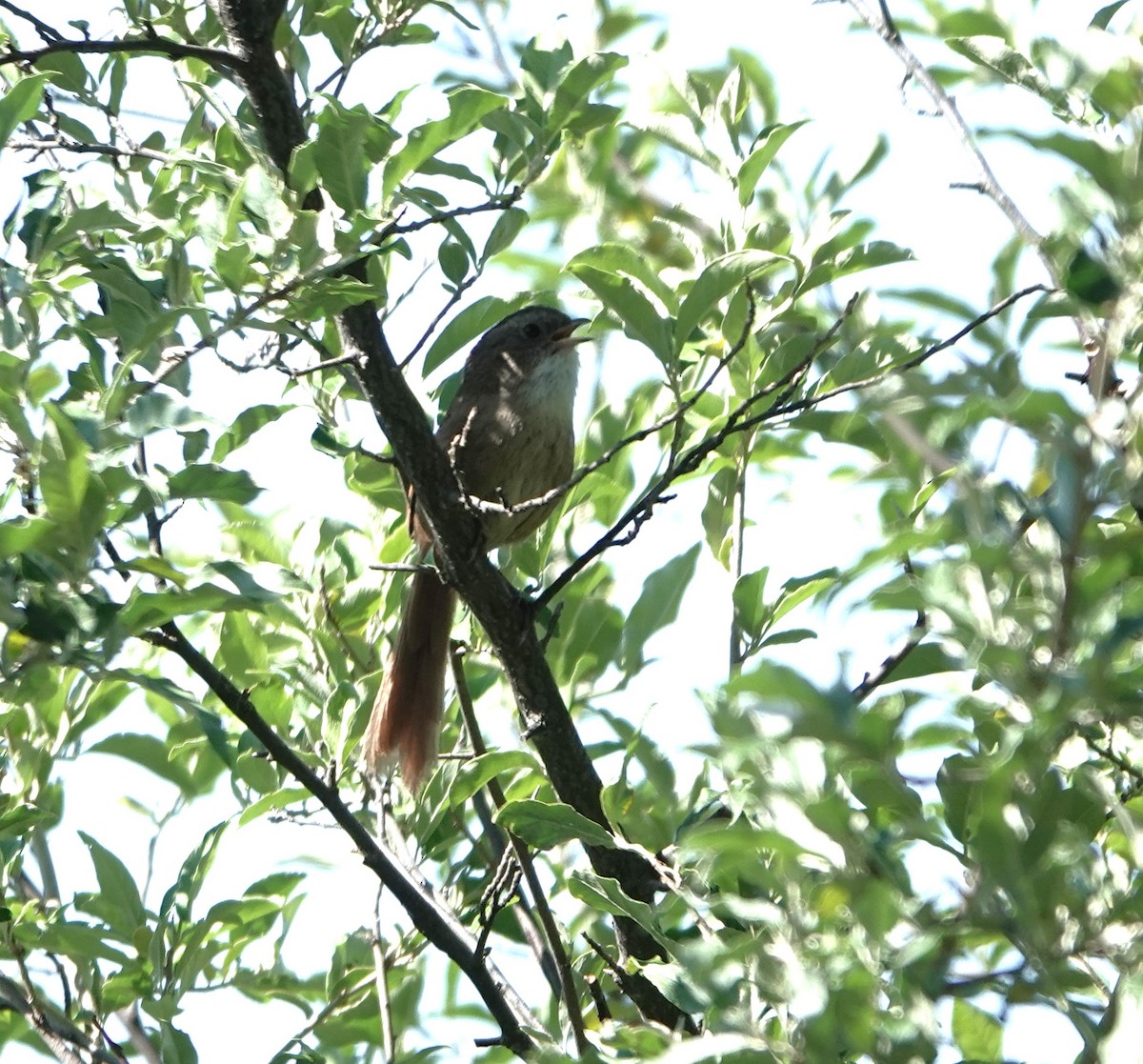 Rufous-tailed Babbler - ML624842719