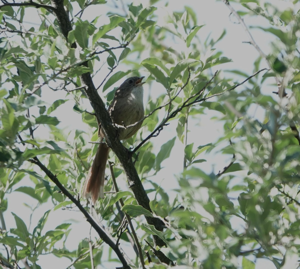 Rufous-tailed Babbler - Andrew Malley