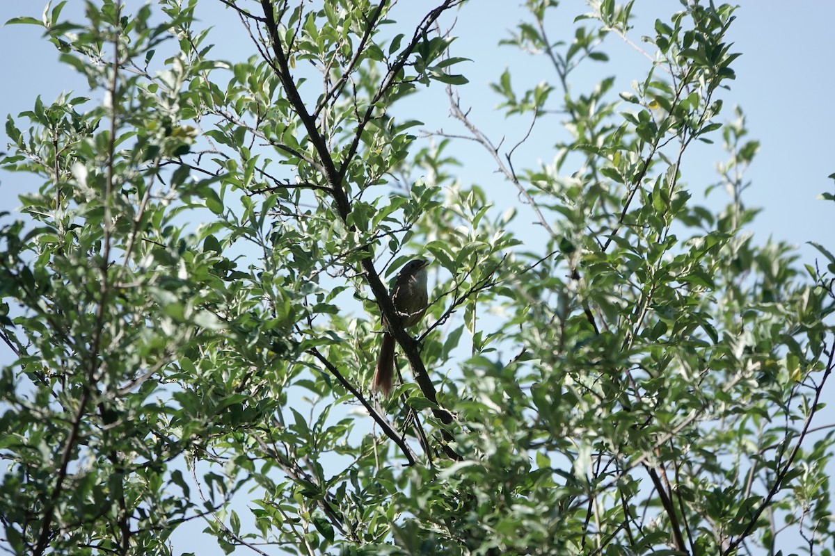 Rufous-tailed Babbler - ML624842721