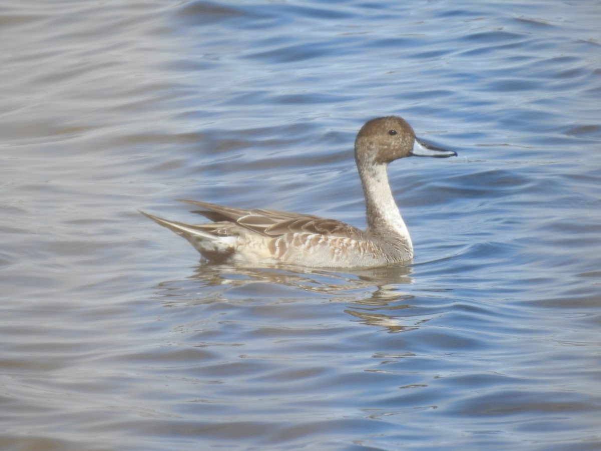 Northern Pintail - ML624842742