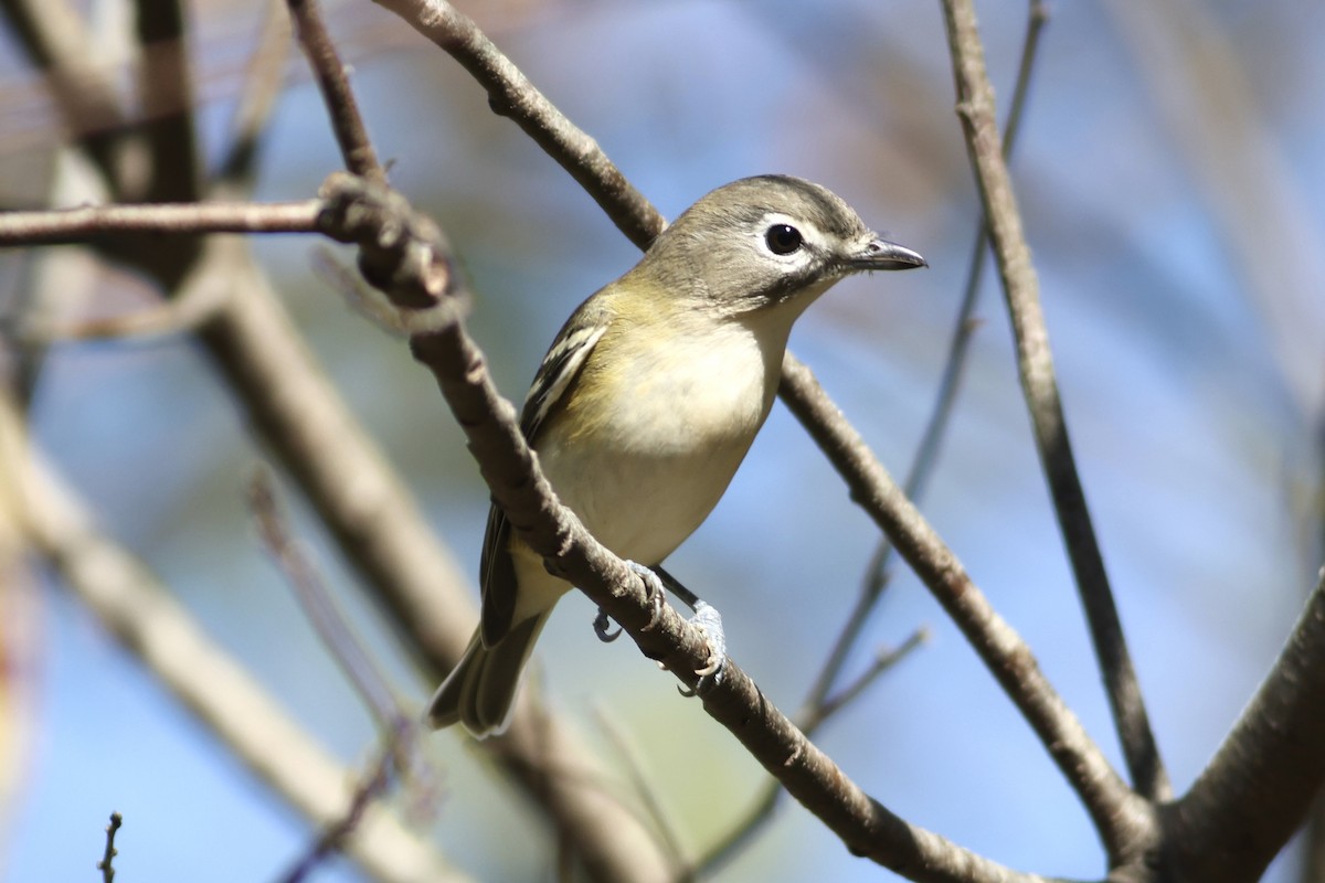 Blue-headed Vireo - ML624842781