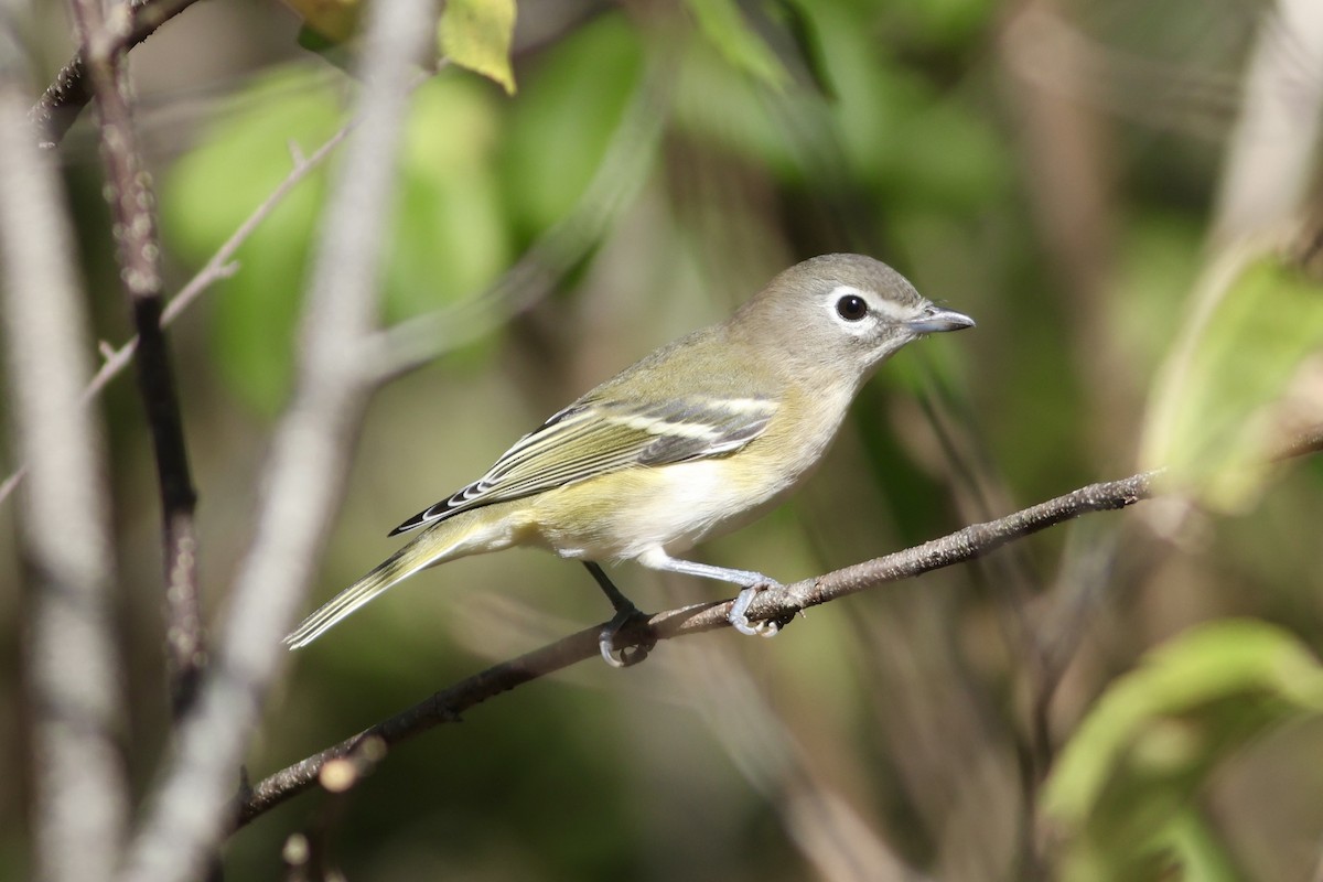 Blue-headed Vireo - ML624842782