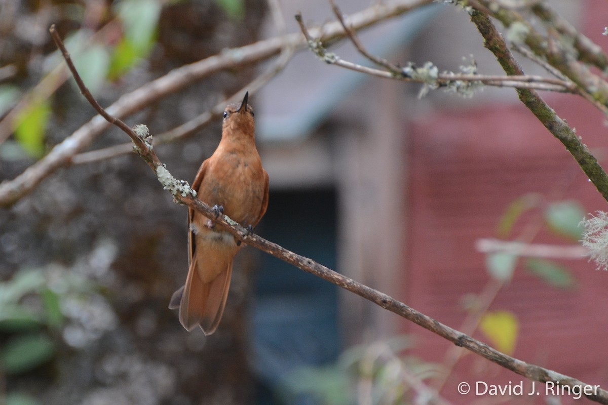 Colibri étincelant - ML62484291