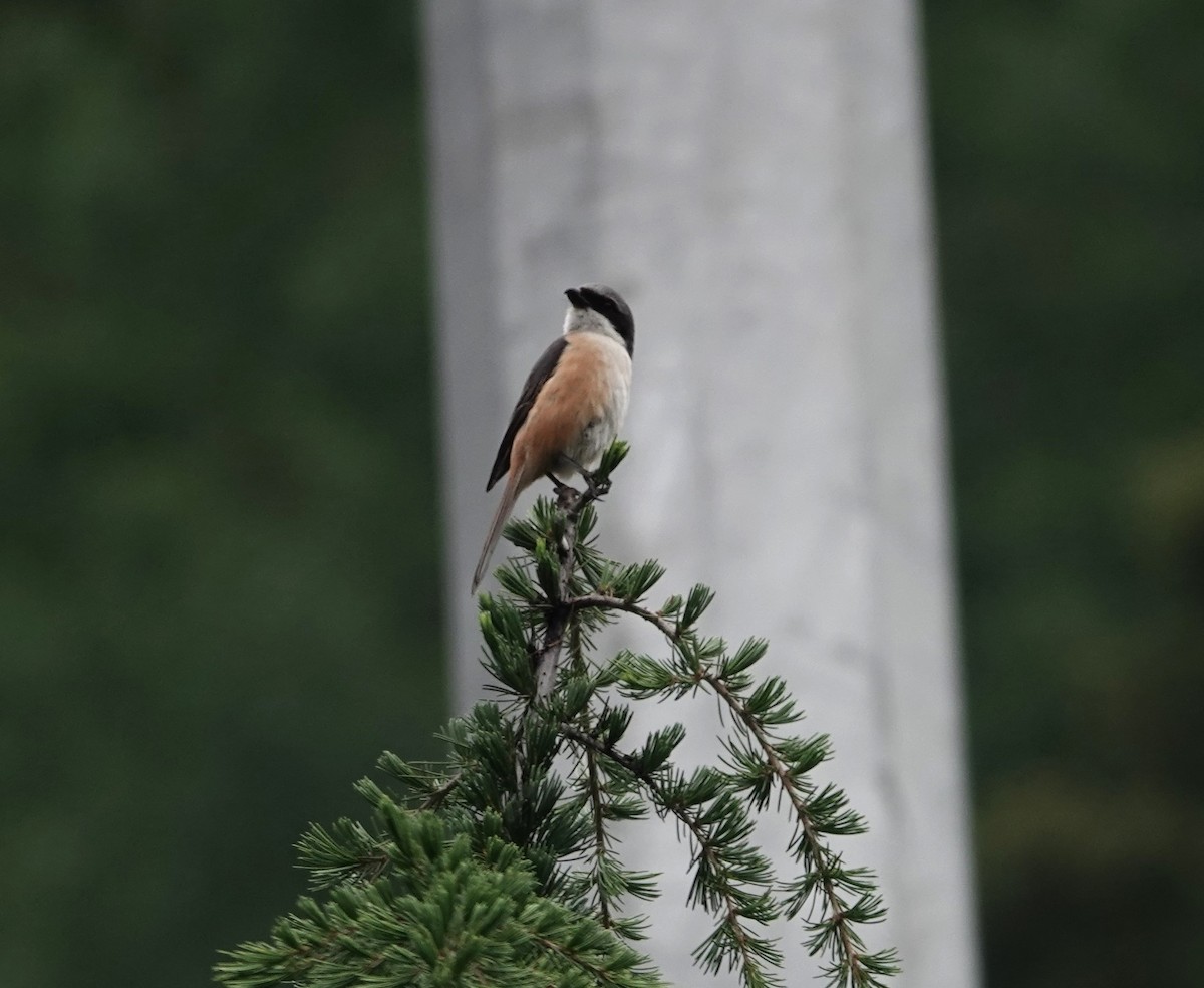 Gray-backed Shrike - ML624843012