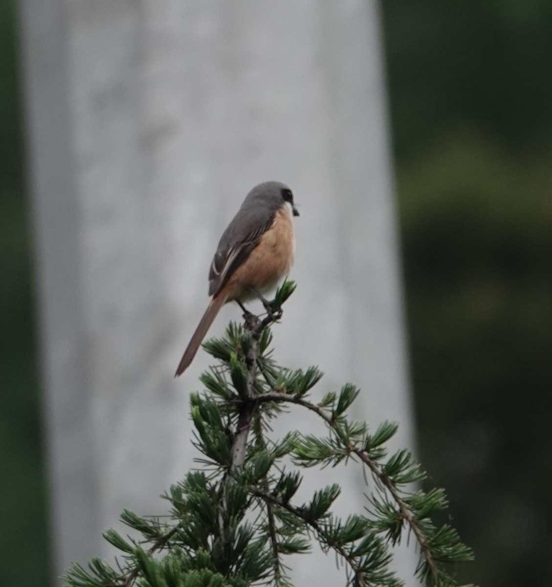 Gray-backed Shrike - ML624843013