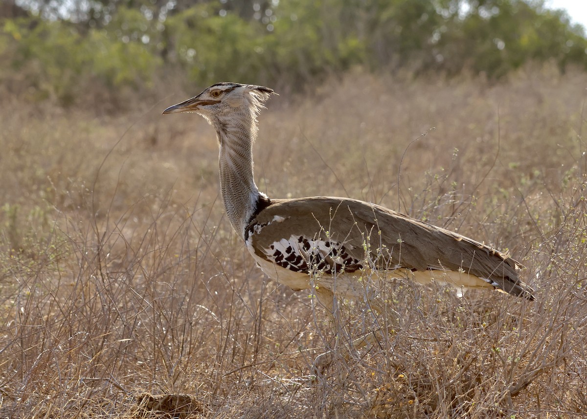 Kori Bustard - ML624843017