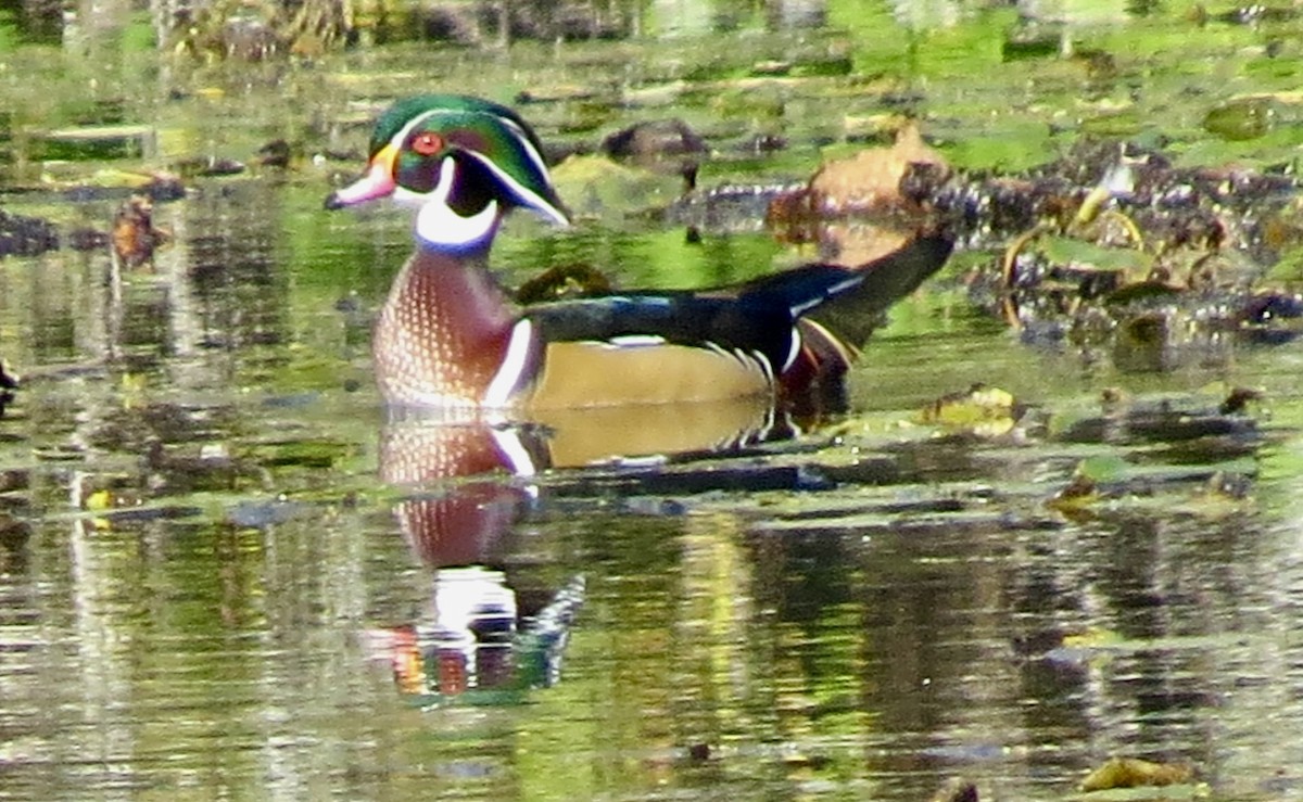 Wood Duck - ML624843096