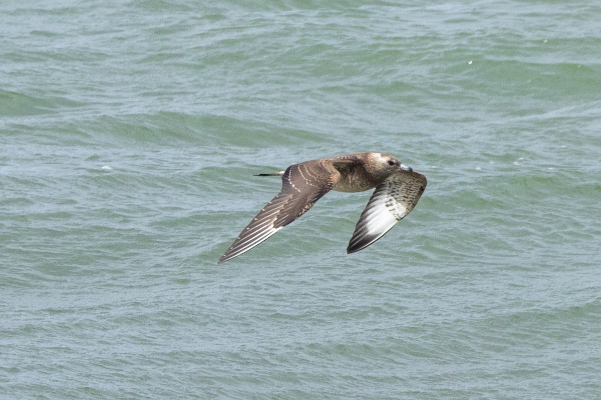 Parasitic/Pomarine Jaeger - ML624843393