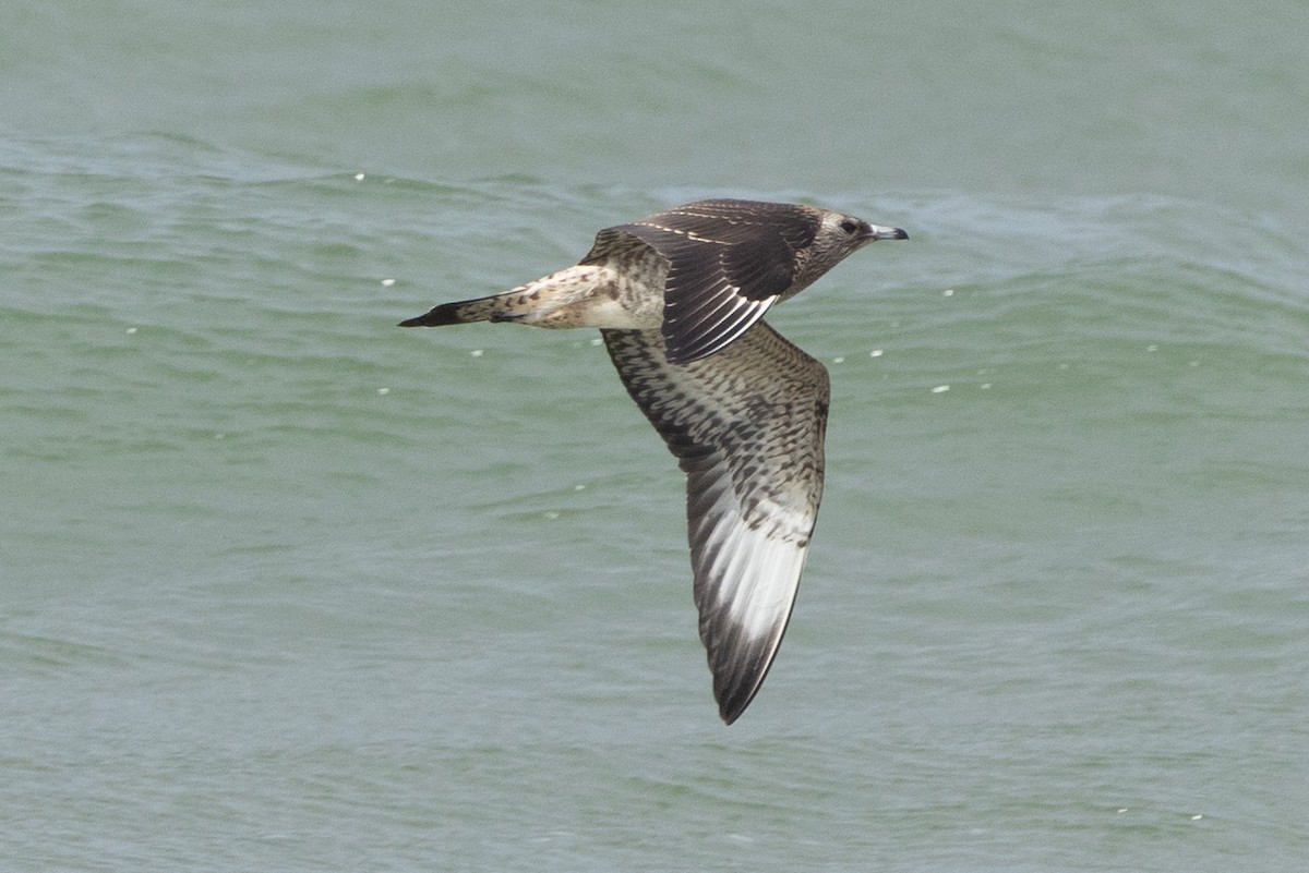 Parasitic/Pomarine Jaeger - ML624843394