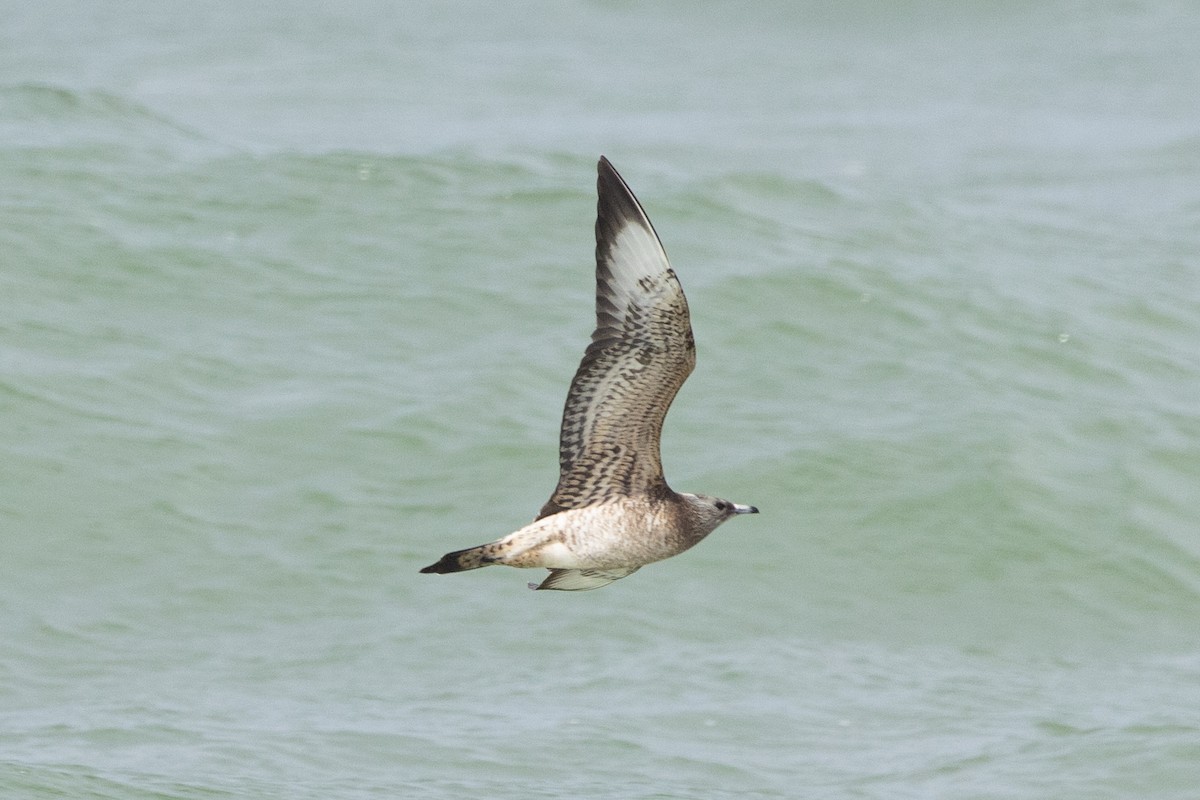 Parasitic/Pomarine Jaeger - ML624843395