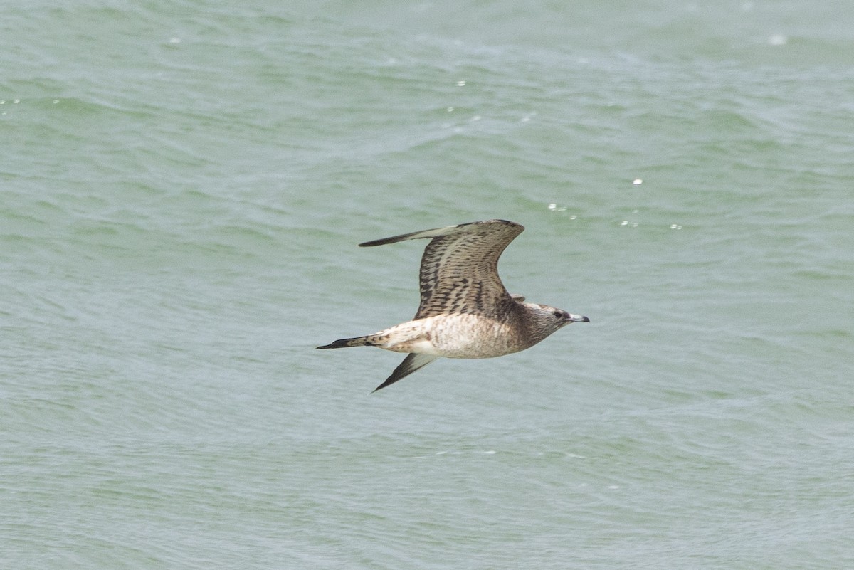 Parasitic/Pomarine Jaeger - ML624843396