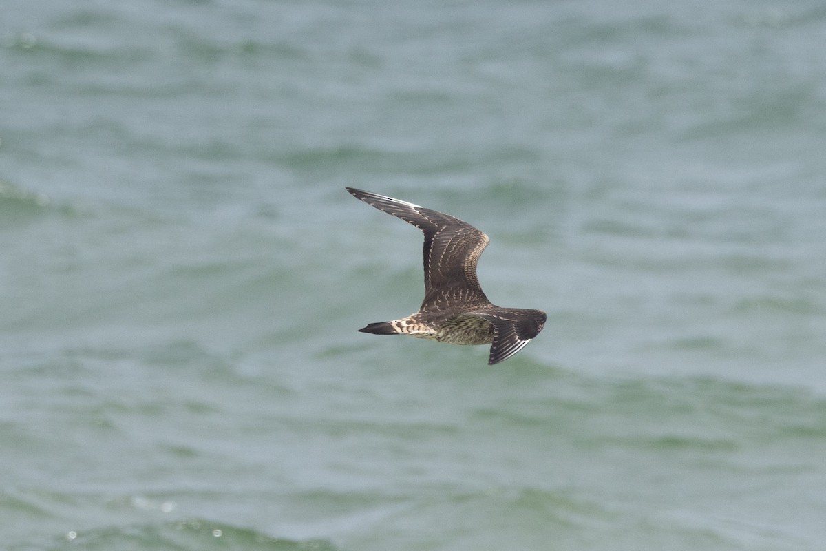 Parasitic/Pomarine Jaeger - ML624843397