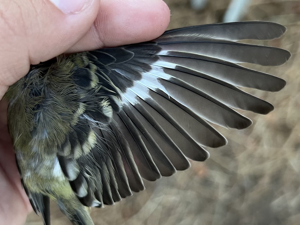 Lesser Goldfinch - ML624843477
