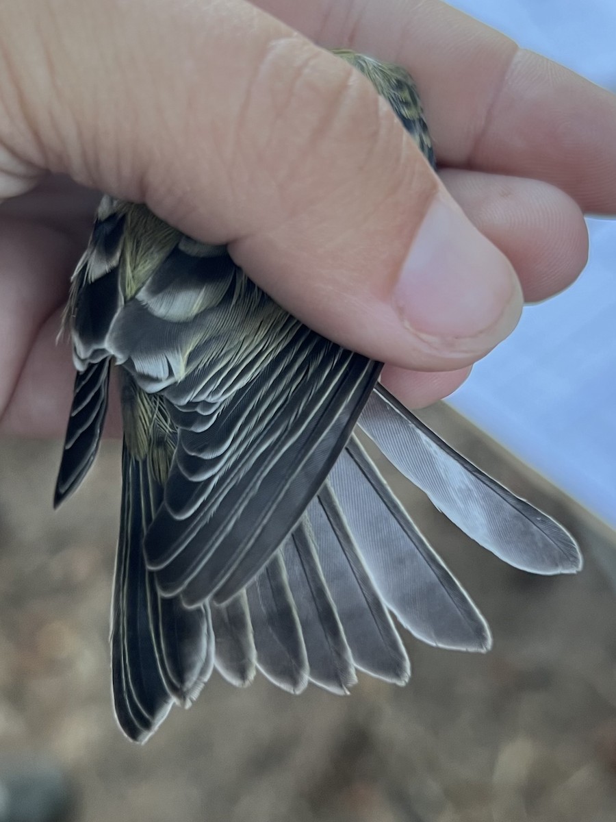 Lesser Goldfinch - ML624843478