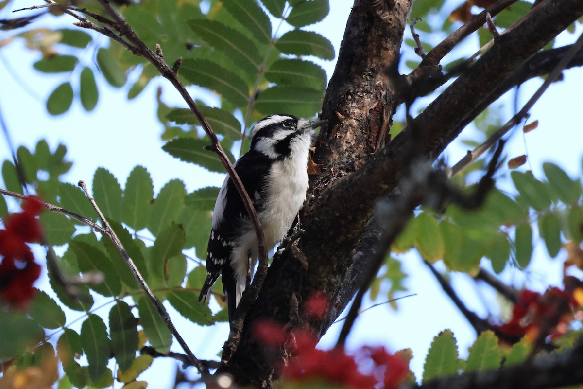 Downy Woodpecker - ML624843509