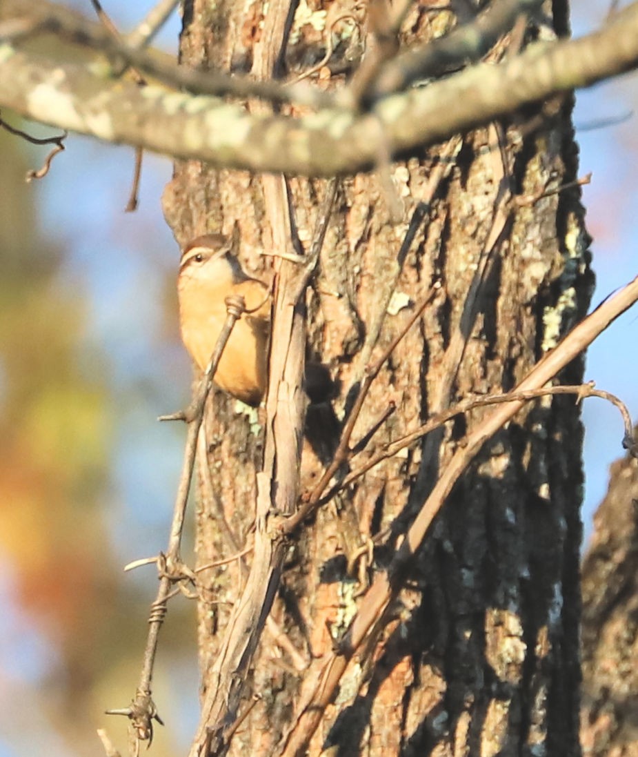 Carolina Wren - ML624843525