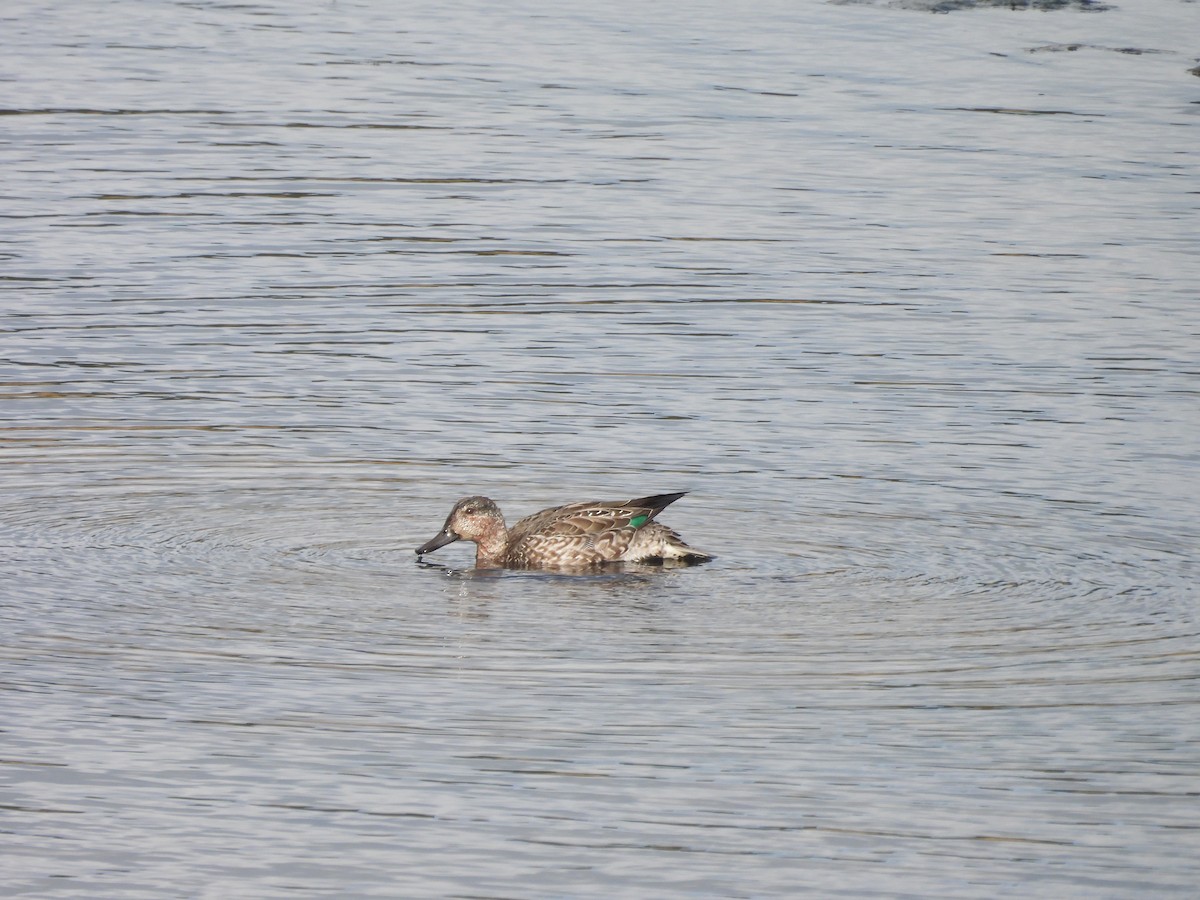 Green-winged Teal (Eurasian) - ML624843535