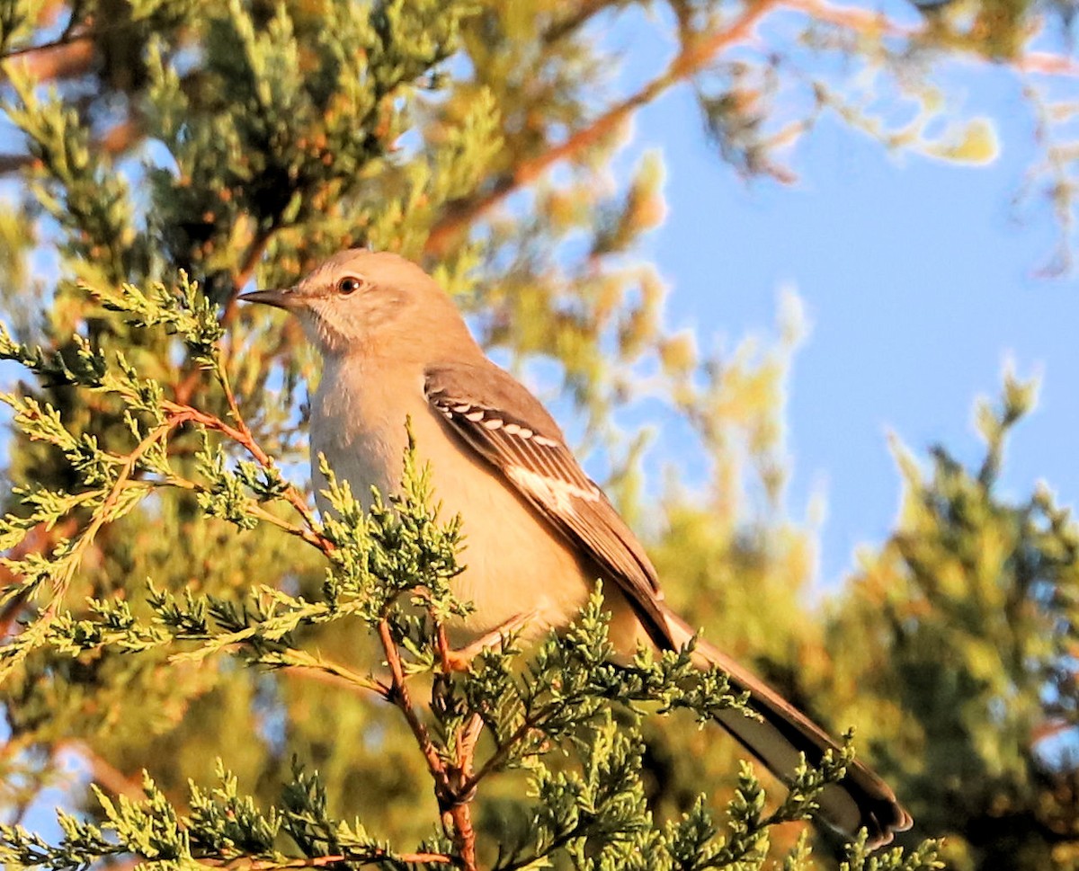 Northern Mockingbird - ML624843563