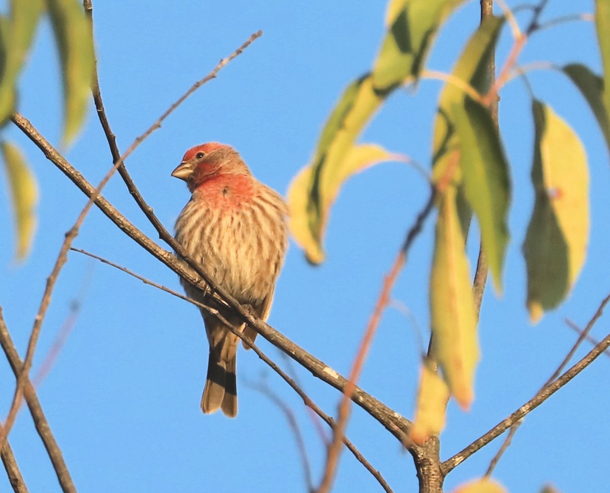 House Finch - ML624843596