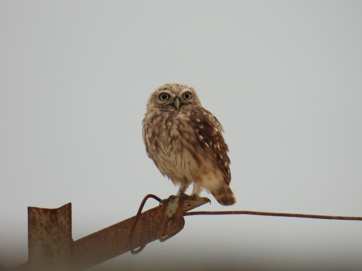 Little Owl - ML624843601