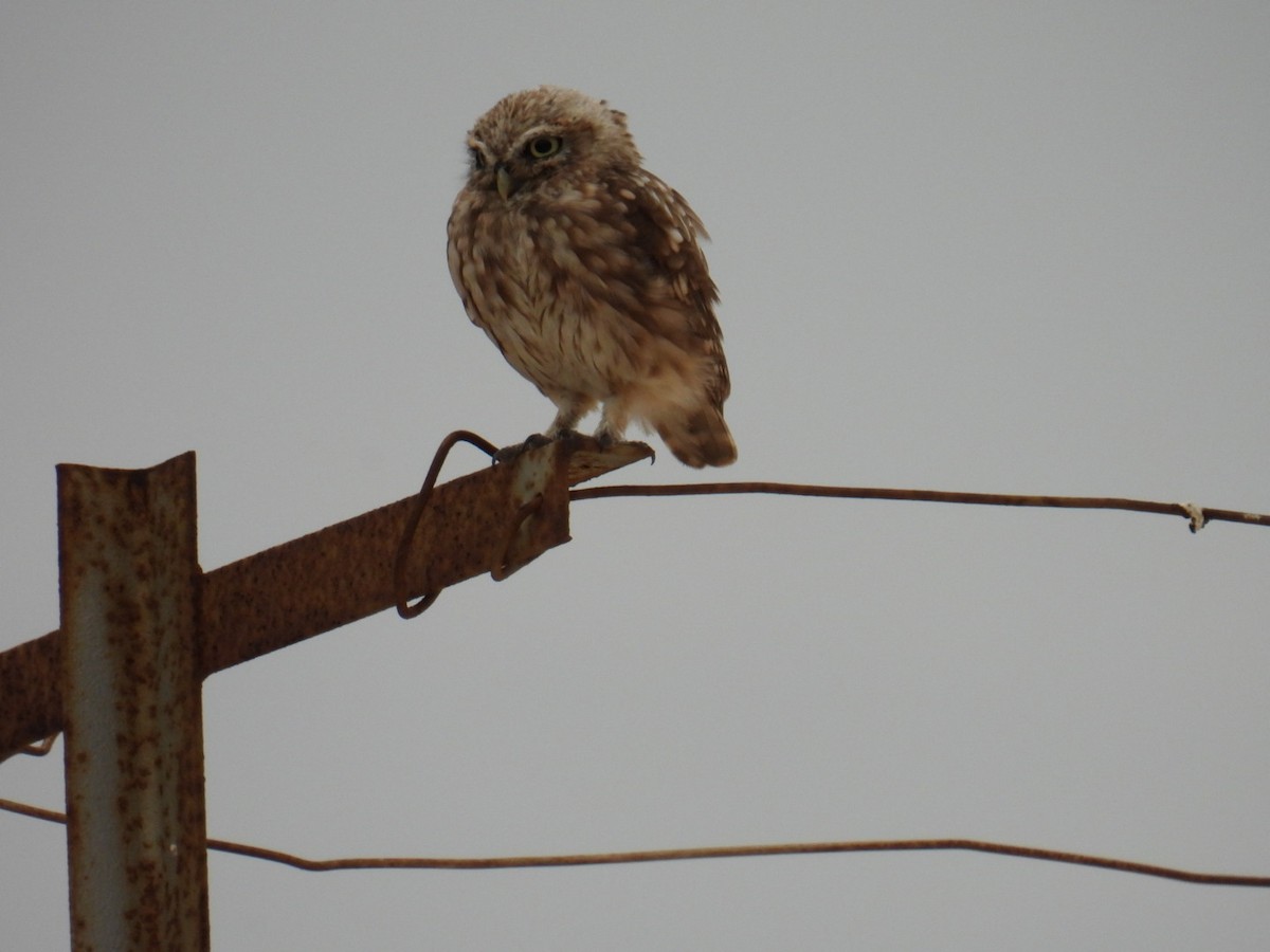 Little Owl - ML624843609