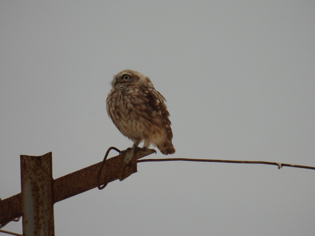 Little Owl - ML624843624