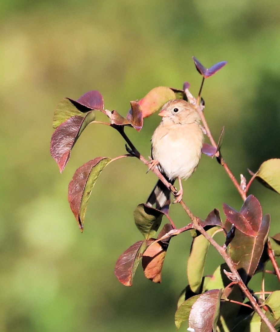 Field Sparrow - ML624843646
