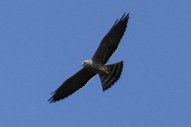 Mississippi Kite - Forrest Wickman