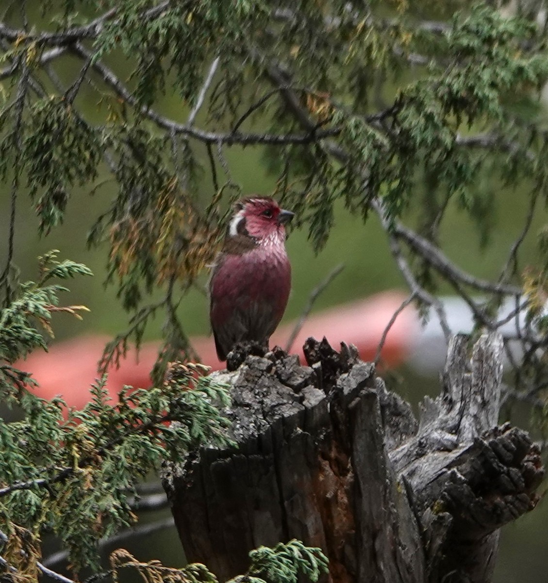 Chinese White-browed Rosefinch - ML624843705