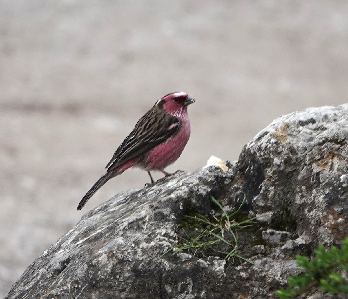 Chinese White-browed Rosefinch - ML624843706