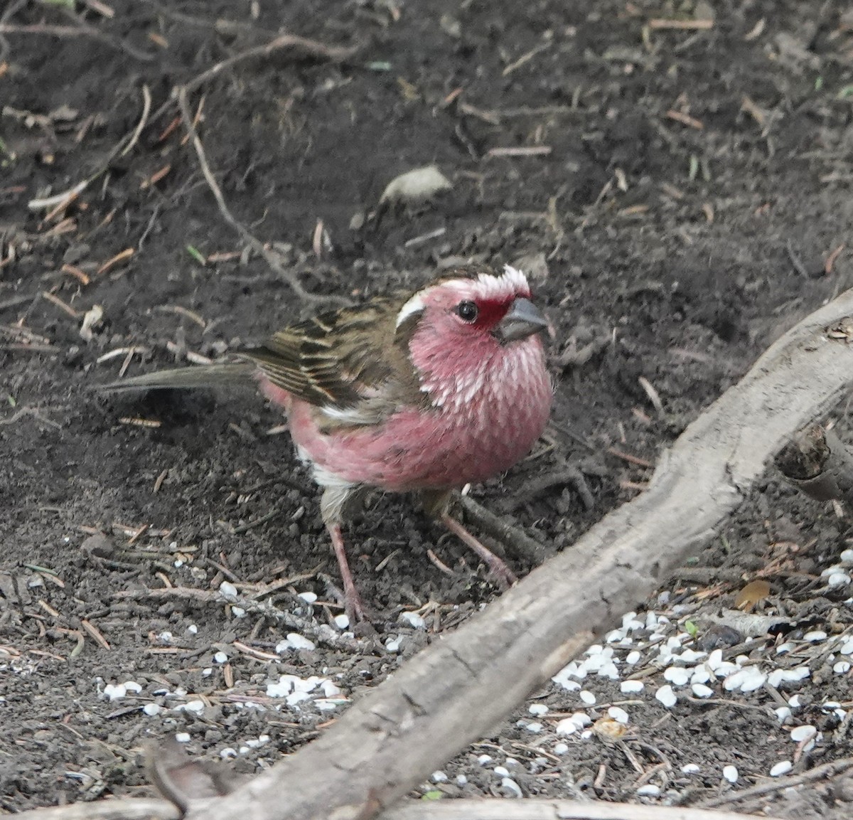 Chinese White-browed Rosefinch - ML624843707