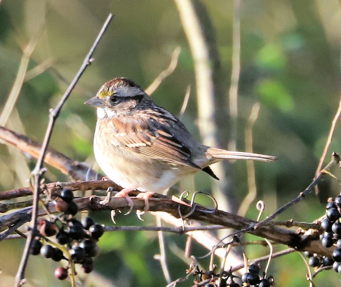 White-throated Sparrow - ML624843713