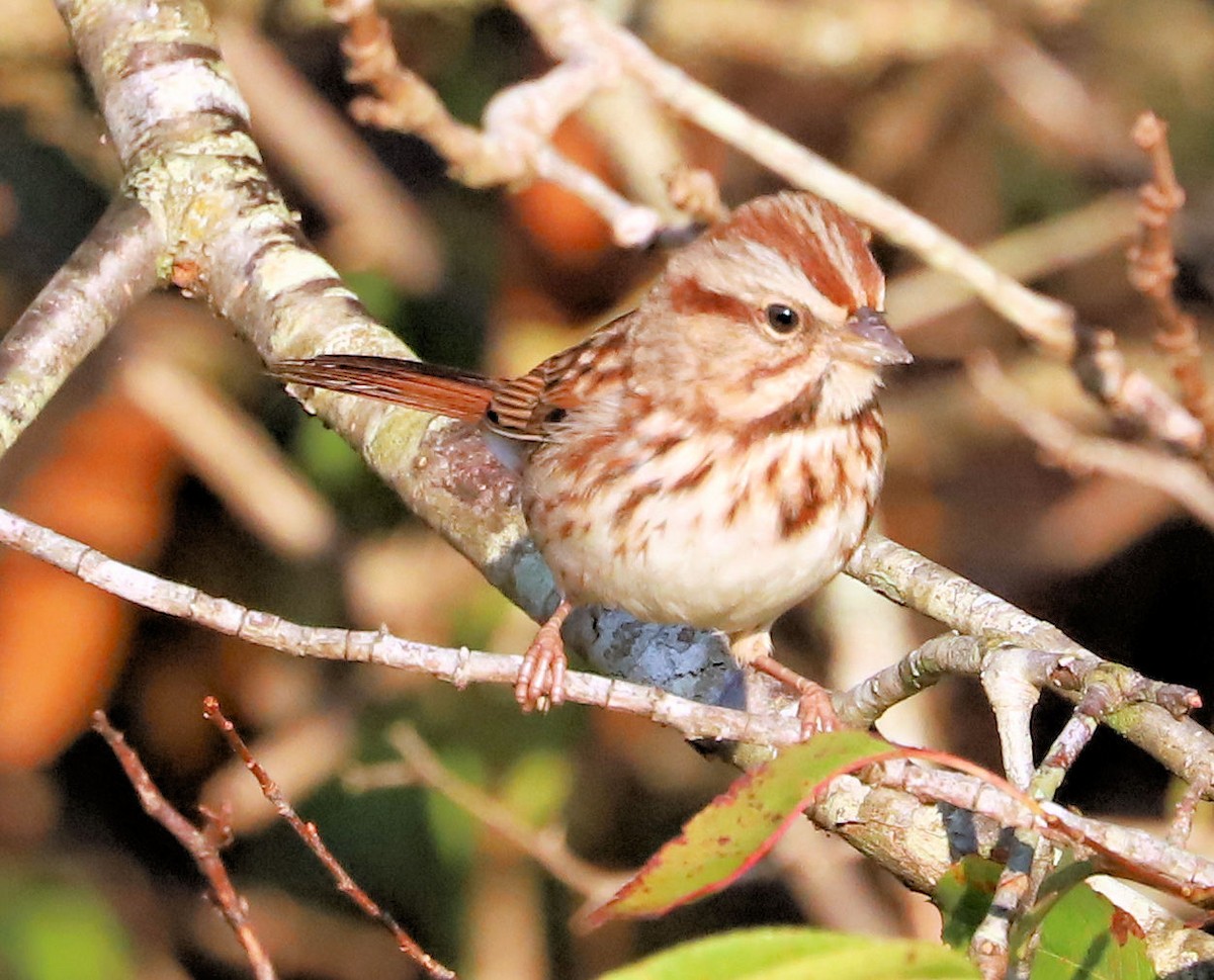 Song Sparrow - ML624843738