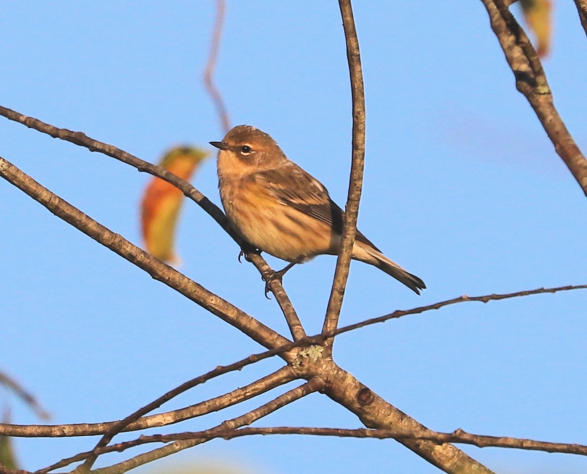 Kronenwaldsänger (coronata) - ML624843778