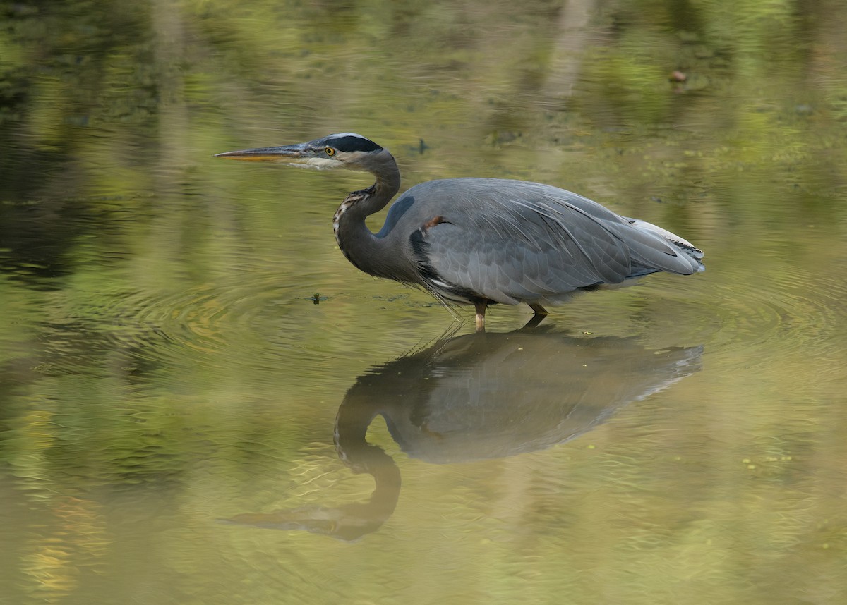 Great Blue Heron - ML624844028